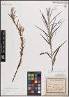 Foto von Salix eleagnos subsp. angustifolia (Cariot) Rech. f.